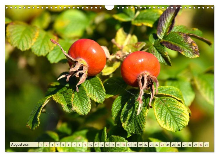 Produktbild: Essbare Wildfr&uuml;chte. Aromatische K&ouml;stlichkeiten aus der Natur (Wandkalender 2026 DIN A3 quer), CALVENDO Monatskalender