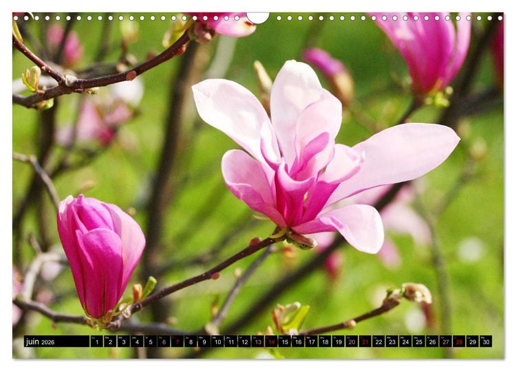 Produktbild: Magnolias en fleur (Calendrier mural 2026 DIN A3 vertical), CALVENDO calendrier mensuel