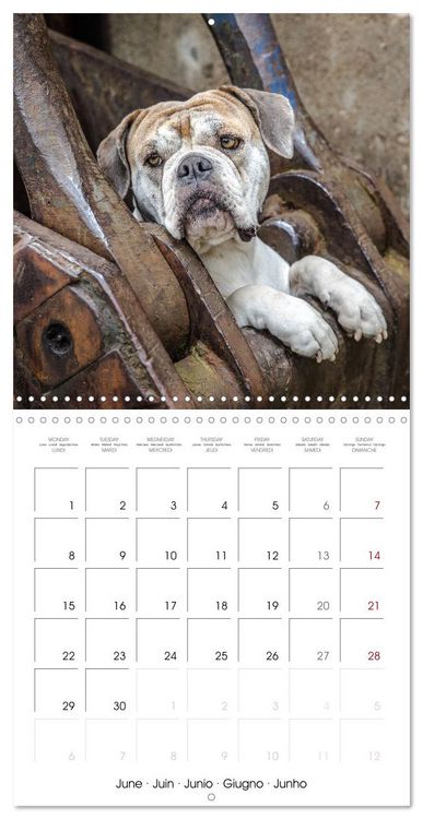 Produktbild: City dogs in the landscape park (Wall Calendar 2026 12 &times; 12 Inch) CALVENDO 12 Month Wall Calendar