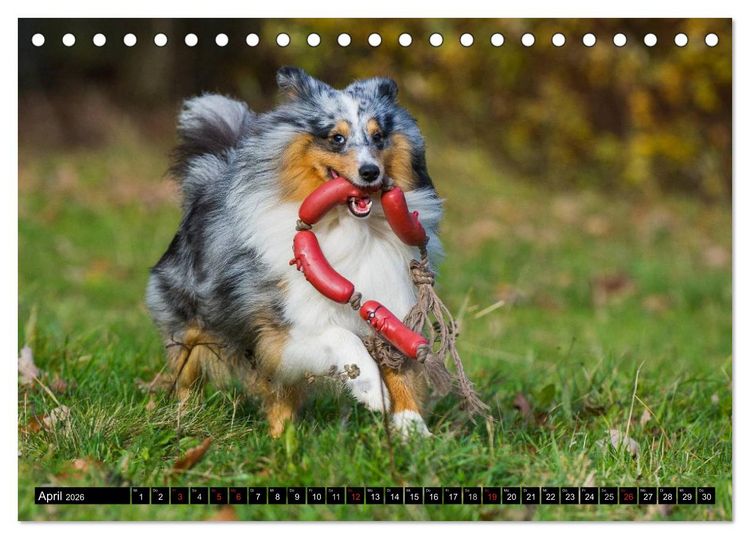 Produktbild: Traumhund Sheltie (Tischkalender 2026 DIN A5 quer), CALVENDO Monatskalender