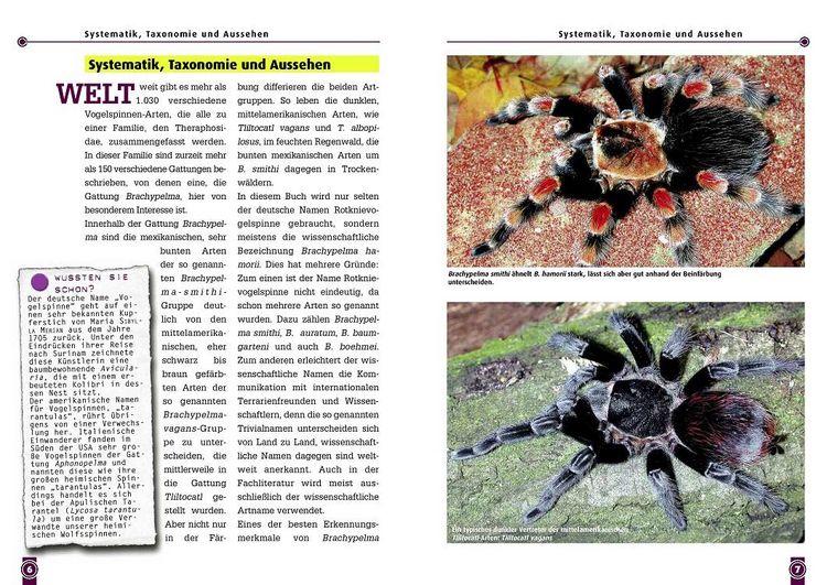 Produktbild: Die Rotknievogelspinne