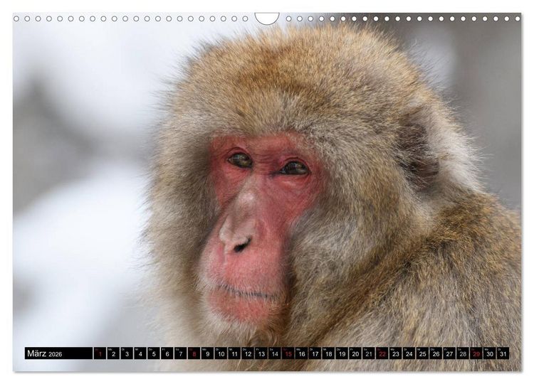 Produktbild: Schneeaffen im Jigokudani Nationalpark (Wandkalender 2026 DIN A3 quer), CALVENDO Monatskalender