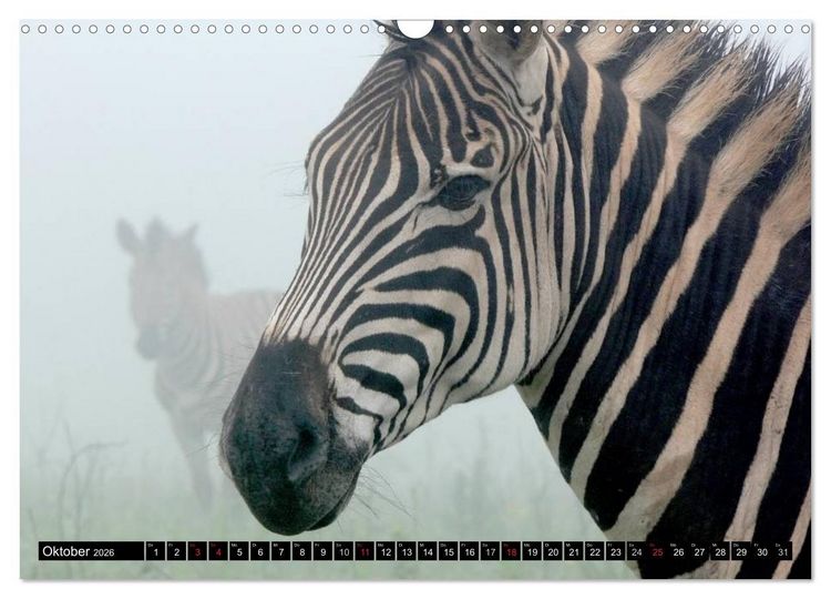 Produktbild: Zebras - Ungez&auml;hmte Kraft (Wandkalender 2026 DIN A3 quer), CALVENDO Monatskalender