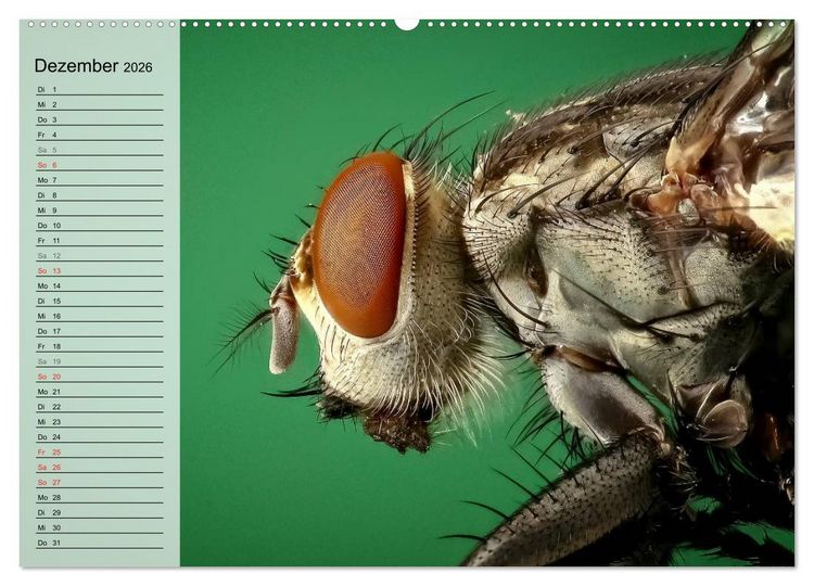 Produktbild: Die geheimnisvolle Welt der Insekten (hochwertiger Premium Wandkalender 2026 DIN A2 quer), Kunstdruck in Hochglanz