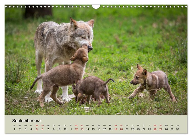 Produktbild: Wolfsrudel (Wandkalender 2026 DIN A3 quer), CALVENDO Monatskalender