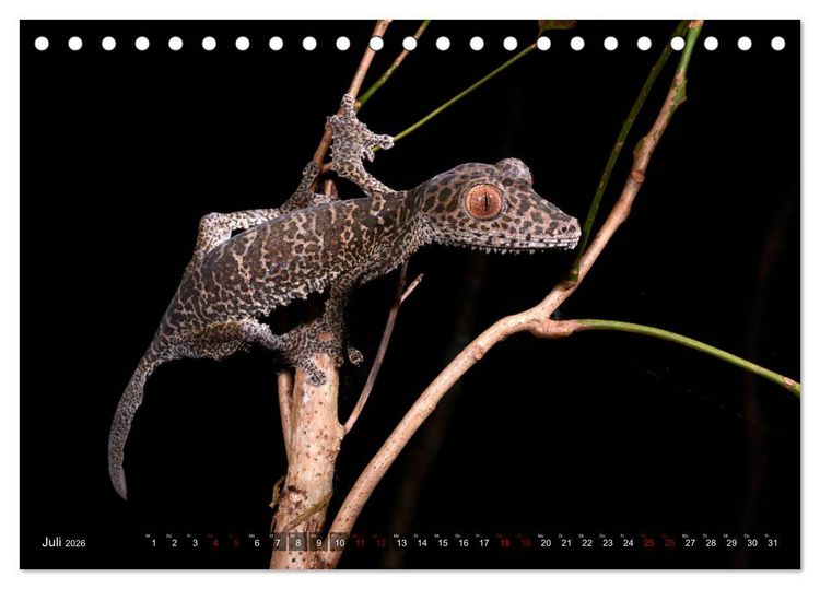 Produktbild: Reptilien auf Madagaskar (Tischkalender 2026 DIN A5 quer), CALVENDO Monatskalender