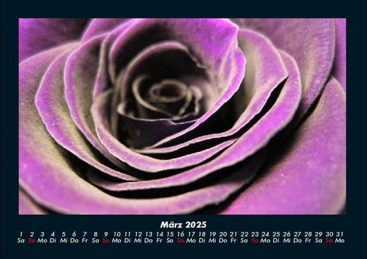 Produktbild: Rosentraum 2025 Fotokalender DIN A4