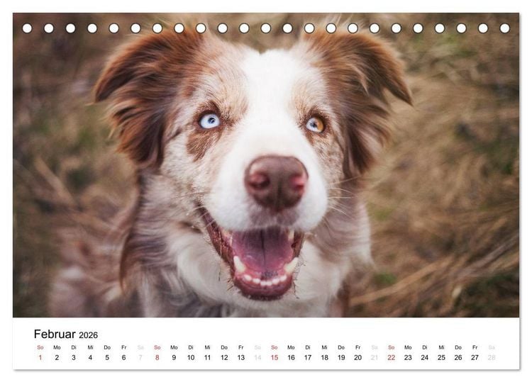 Produktbild: Border Collies 2026 (Tischkalender 2026 DIN A5 quer), CALVENDO Monatskalender