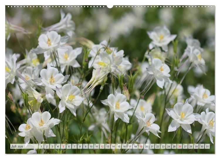 Produktbild: Bl&uuml;tentanz in Wei&szlig; (hochwertiger Premium Wandkalender 2026 DIN A2 quer), Kunstdruck in Hochglanz