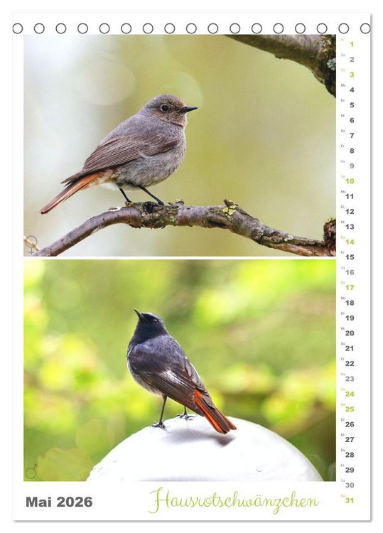 Produktbild: Vogel-Paare (Tischkalender 2026 DIN A5 hoch), CALVENDO Monatskalender