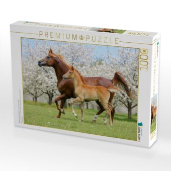 Produktbild: CALVENDO Puzzle Araberstute und Fohlen in synchronem Trab | 1000 Teile Lege-Gr&ouml;&szlig;e 64x48cm Foto-Puzzle f&uuml;r gl&uuml;ckliche Stunden