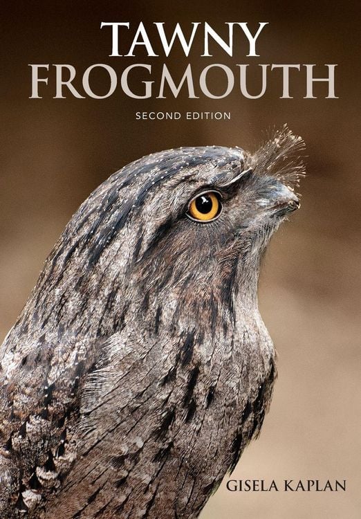 Produktbild: Tawny Frogmouth
