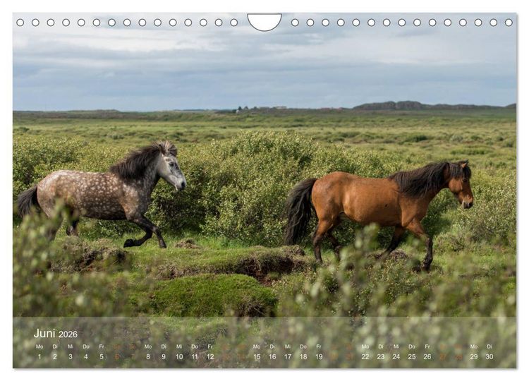 Produktbild: Islandpferde - Der T&ouml;lt Kalender (Wandkalender 2026 DIN A4 quer), CALVENDO Monatskalender