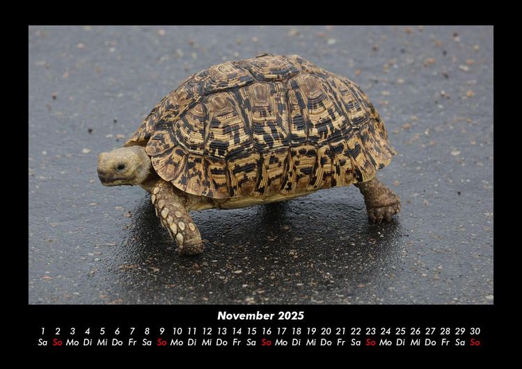 Produktbild: Schildkr&ouml;tenzauber 2025 Fotokalender DIN A3