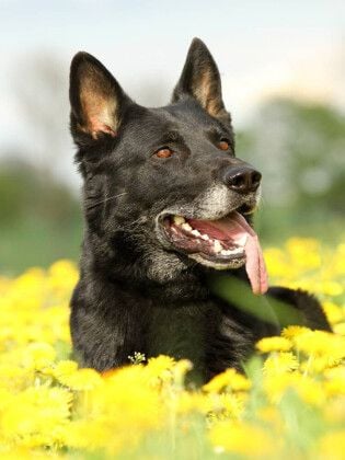 Produktbild: CALVENDO Puzzle Deutscher Sch&auml;ferhund | 1000 Teile Lege-Gr&ouml;&szlig;e 64x48cm Foto-Puzzle f&uuml;r gl&uuml;ckliche Stunden