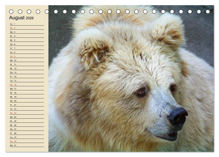 Produktbild: B&auml;ren (Tischkalender 2026 DIN A5 quer), CALVENDO Monatskalender