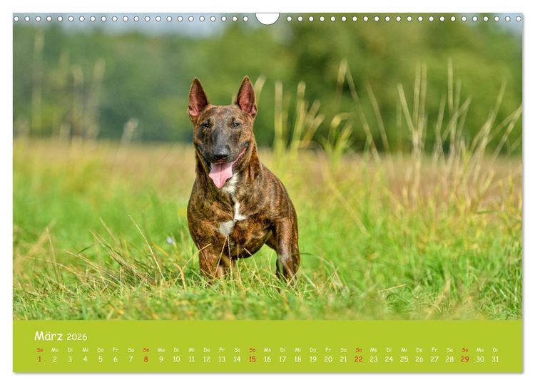 Produktbild: Einmal Bullterrier - immer Bullterrier (Wandkalender 2026 DIN A3 quer), CALVENDO Monatskalender