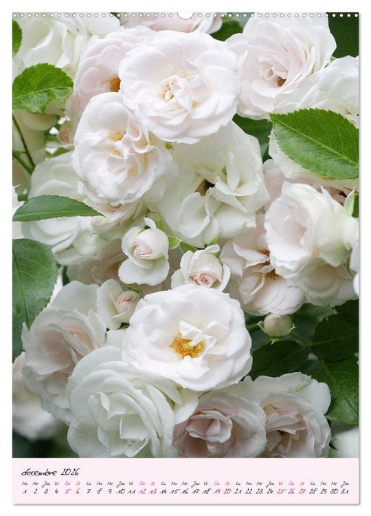 Produktbild: Une f&ecirc;te des roses (Calendrier mural 2026 DIN A2 horizontal) calendrier de bureau