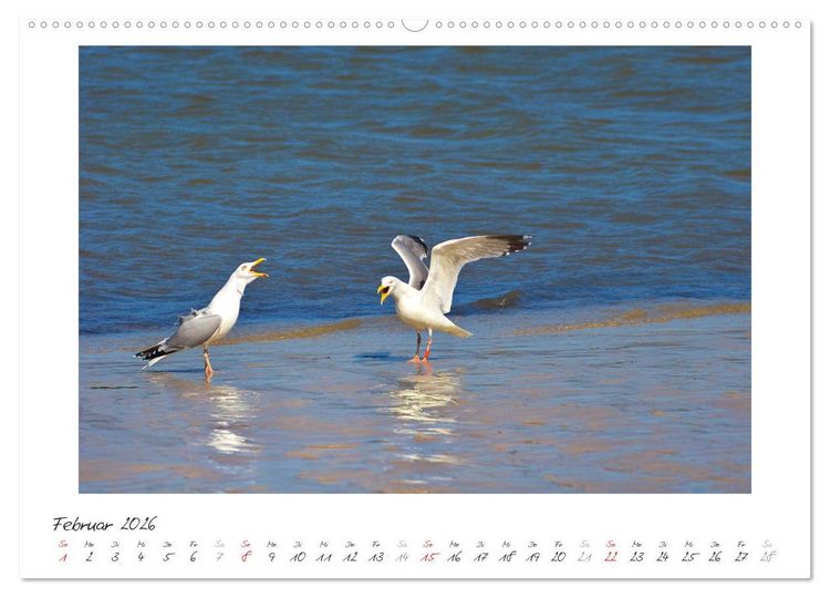 Produktbild: Nordsee - einfach Meer (Wandkalender 2026 DIN A2 quer), CALVENDO Monatskalender
