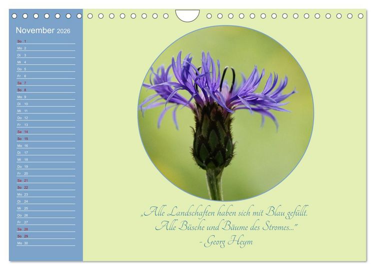 Produktbild: Flora in royalem Blau (Wandkalender 2026 DIN A4 quer), CALVENDO Monatskalender