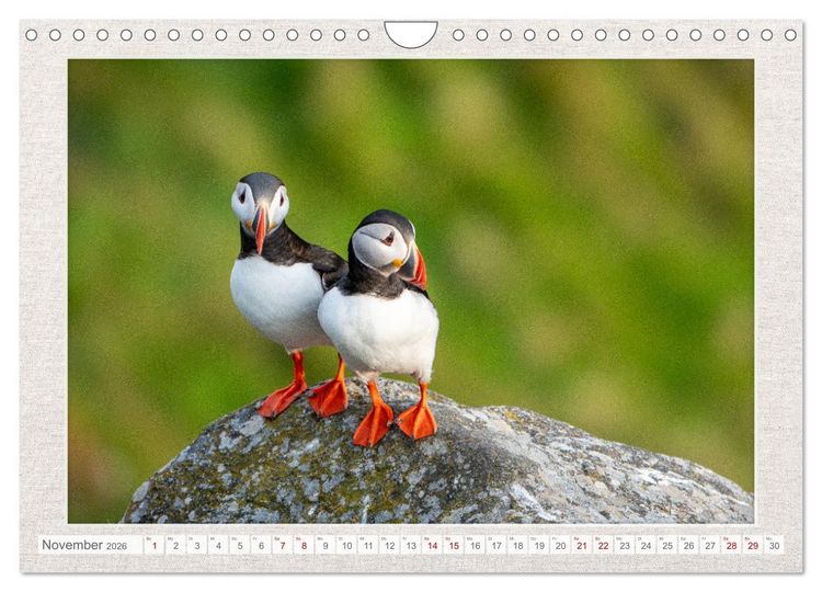 Produktbild: Die kleinen sch&ouml;nen (Wandkalender 2026 DIN A4 quer), CALVENDO Monatskalender