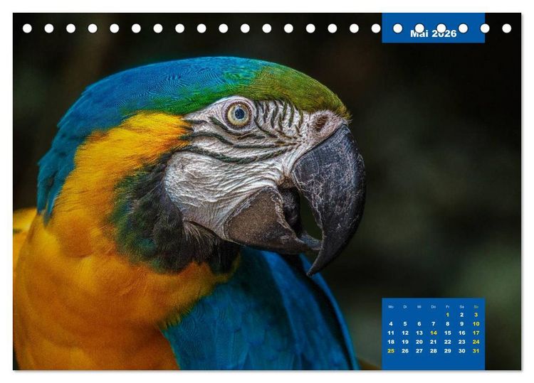 Produktbild: Papageien - Frech, sch&ouml;n und schlau (Tischkalender 2026 DIN A5 quer), CALVENDO Monatskalender