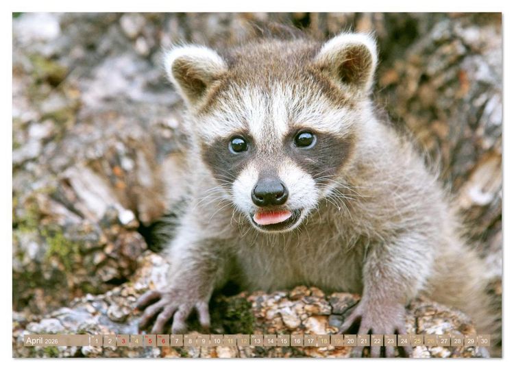 Produktbild: Wald-Kindergarten: Tierkinder im Wald (Wandkalender 2026 DIN A4 quer), CALVENDO Monatskalender