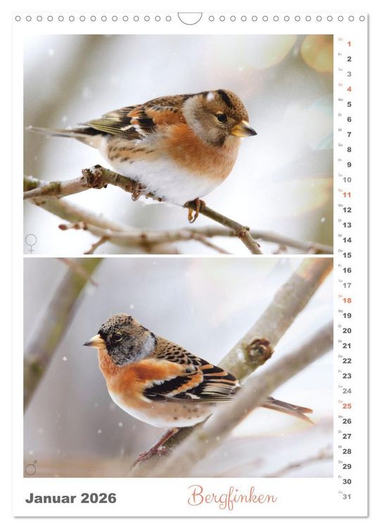 Produktbild: Vogel-Paare (Wandkalender 2026 DIN A3 hoch), CALVENDO Monatskalender