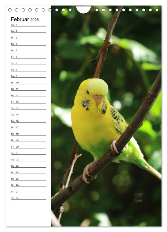 Produktbild: WELLENSITTICHE - S&uuml;&szlig;e Wellis (Wandkalender 2026 DIN A4 hoch), CALVENDO Monatskalender