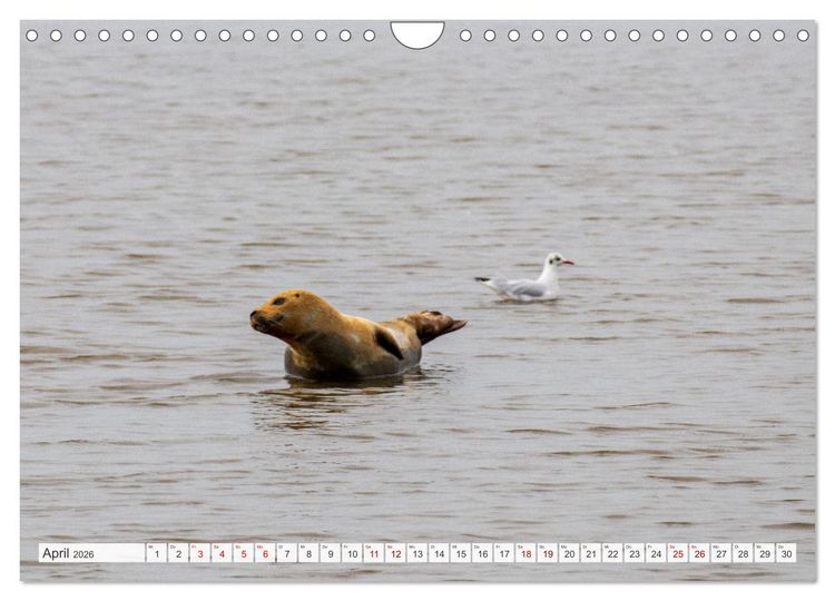 Produktbild: Urlaub in Nordfriesland (Wandkalender 2026 DIN A4 quer), CALVENDO Monatskalender