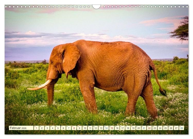 Produktbild: Die Riesen der Savanne (Wandkalender 2026 DIN A3 quer), CALVENDO Monatskalender