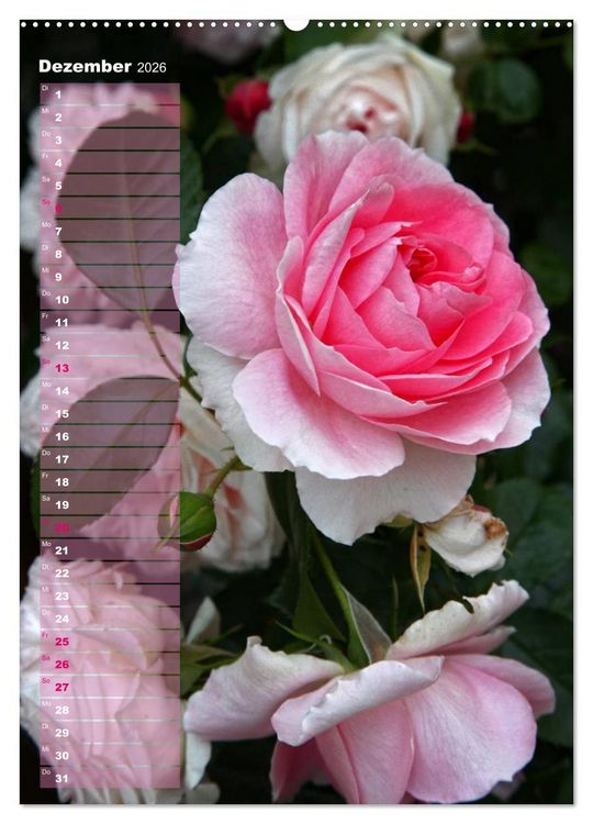 Produktbild: Rosen f&uuml;r DICH / Geburtstagskalender (hochwertiger Premium Wandkalender 2026 DIN A2 hoch), Kunstdruck in Hochglanz
