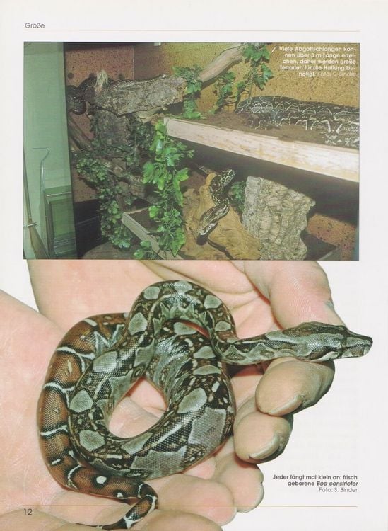 Produktbild: Boa constrictor