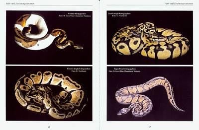 Produktbild: Python regius