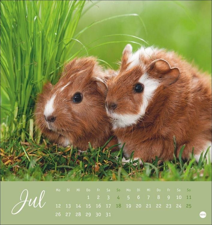 Produktbild: Kuschelige Meerschweinchen Postkartenkalender 2027
