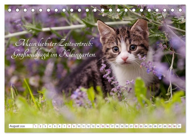 Produktbild: Kitten auf Entdeckungsreise (Tischkalender 2026 DIN A5 quer), CALVENDO Monatskalender
