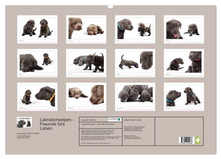 Produktbild: Labradorwelpen - Freunde f&uuml;rs Leben (Wandkalender 2026 DIN A2 quer), CALVENDO Monatskalender