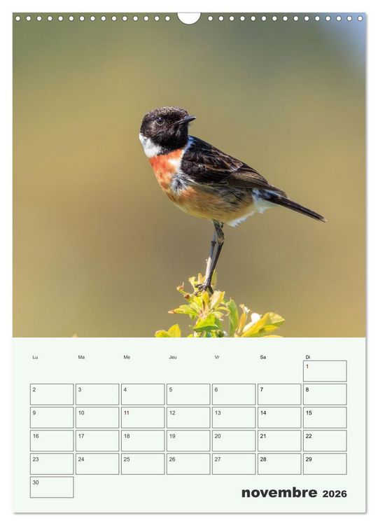 Produktbild: Voyage ornithologique (Calendrier mural 2026 DIN A3 horizontal), CALVENDO calendrier mensuel