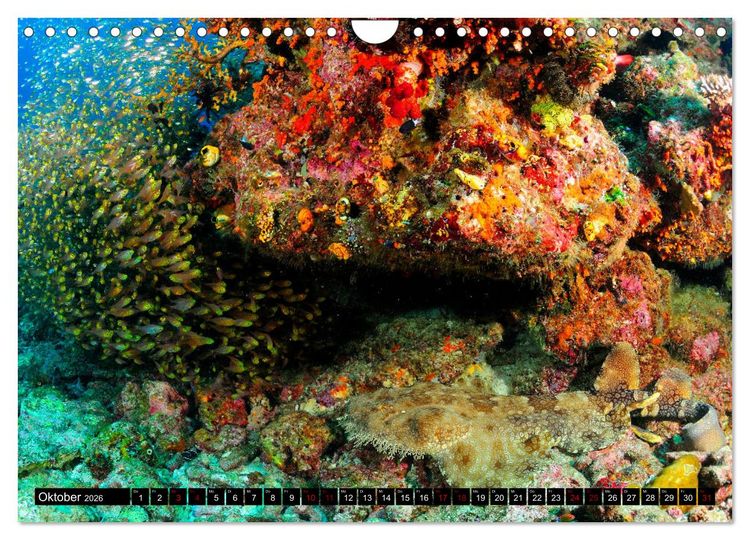 Produktbild: Raja Ampat - Faszinierende Unterwasserwelt (Wandkalender 2026 DIN A4 quer), CALVENDO Monatskalender