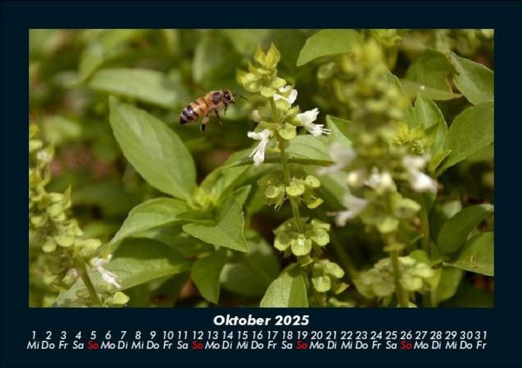 Produktbild: Bienen 2025 Fotokalender DIN A5