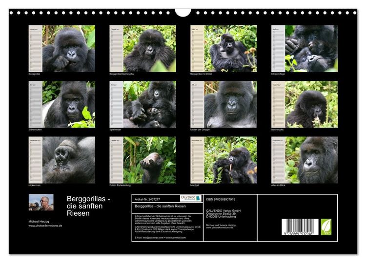 Produktbild: Berggorillas - die sanften Riesen (Wandkalender 2027 DIN A3 quer), CALVENDO Monatskalender