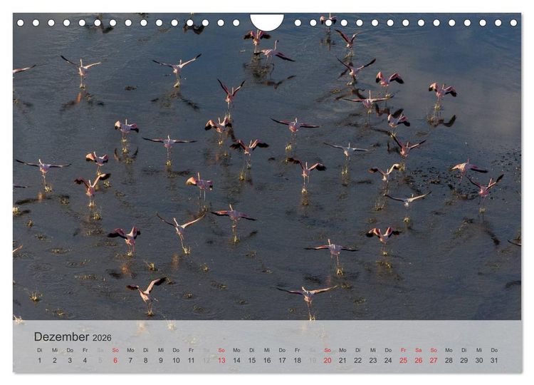 Produktbild: Flamingo Impressionen 2026 (Wandkalender 2026 DIN A4 quer), CALVENDO Monatskalender