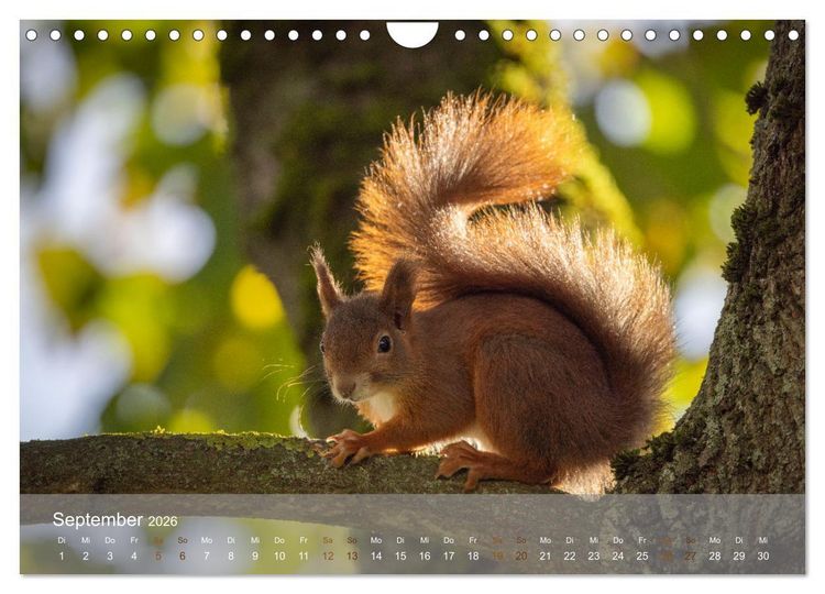 Produktbild: Bezaubernde Eichh&ouml;rnchen (Wandkalender 2026 DIN A4 quer), CALVENDO Monatskalender