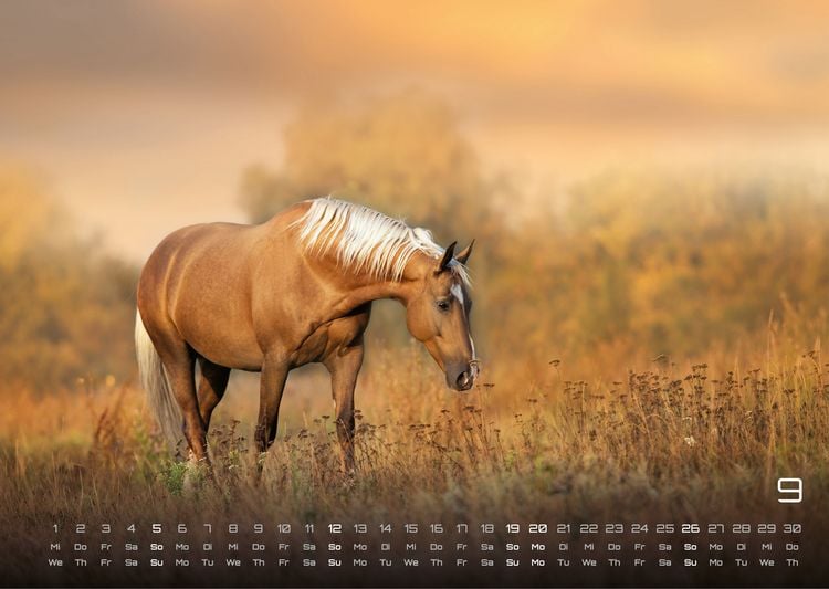 Produktbild: Pferdegefl&uuml;ster - Der Pferdekalender - 2027 - Kalender DIN A3