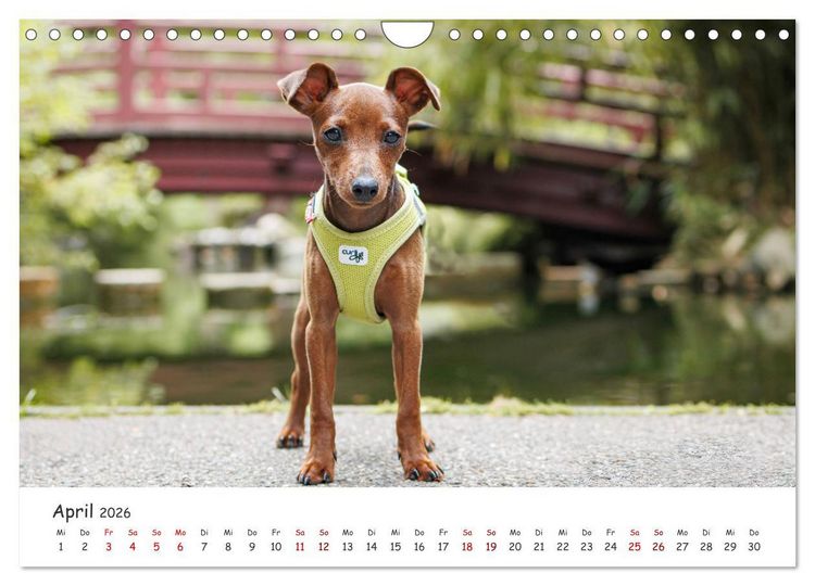 Produktbild: Zwergpinscher Sally&lsquo;s erstes Jahr (Wandkalender 2026 DIN A4 quer), CALVENDO Monatskalender