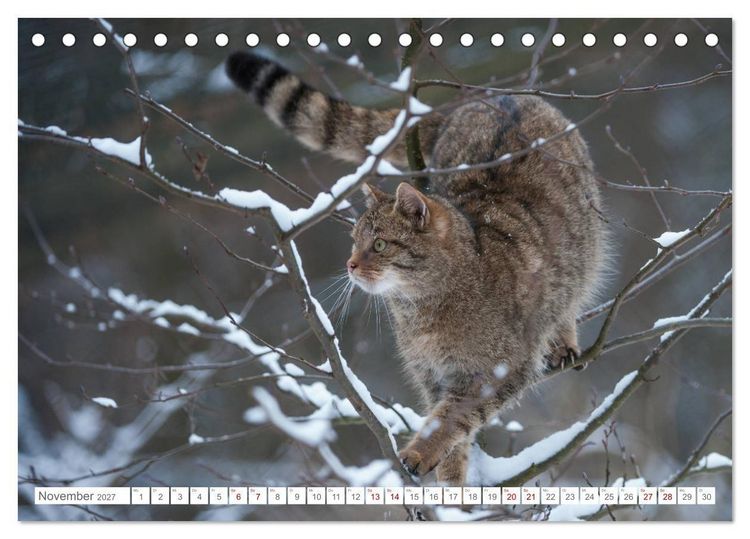 Produktbild: Wildkatzen - die anmutigsten Raubiere in Europa. (Tischkalender 2027 DIN A5 quer), CALVENDO Monatskalender