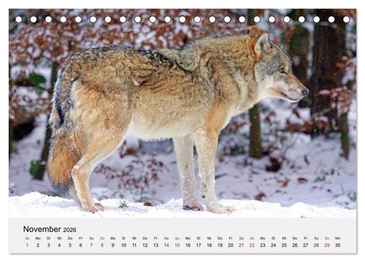 Produktbild: W&ouml;lfe. Ein Herz f&uuml;r Isegrim! (Tischkalender 2026 DIN A5 quer), CALVENDO Monatskalender