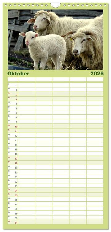 Produktbild: Familienplaner 2026 - Sch&auml;fchen z&auml;hlen - mit Schafen durchs Jahr mit 5 Spalten (Wandkalender, 21 x 45 cm) CALVENDO