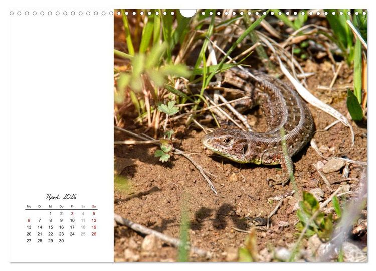 Produktbild: Eidechsen, flinke R&auml;uber (Wandkalender 2026 DIN A3 quer), CALVENDO Monatskalender