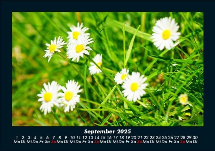 Produktbild: Pflanzen und Bl&uuml;ten 2025 Fotokalender DIN A5